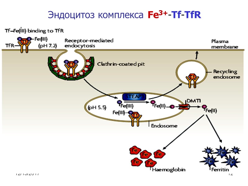 12/13/2017 12 Эндоцитоз комплекса Fe3+-Tf-TfR